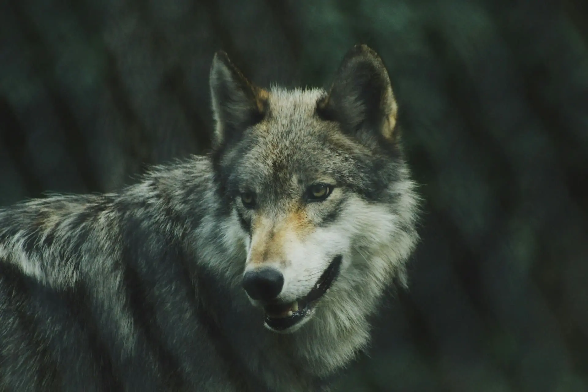 Loup Gris.